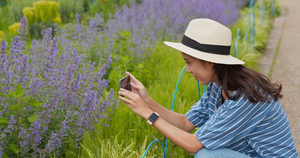 Frau Macht Handy Foto Lavendelfeld Garten — Stockfoto