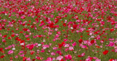 Güzel Pembe Poppy çiçek tarlası 