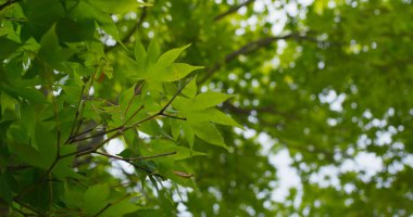 Yaz aylarında yeşil akçaağaç yaprakları
