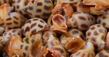 Pişmemiş çiğ taze deniz salyangozları