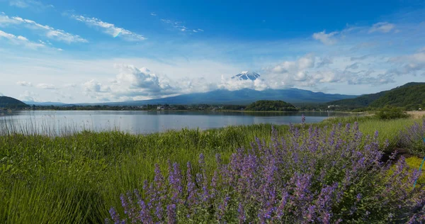日本の川口湖の富士山とラベンダー畑 — ストック写真