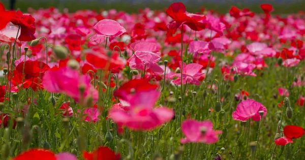 Jardín Campo Flores Amapola Rosa — Foto de Stock