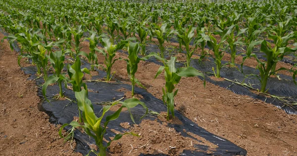 Corn Plant Field Närbild — Stockfoto