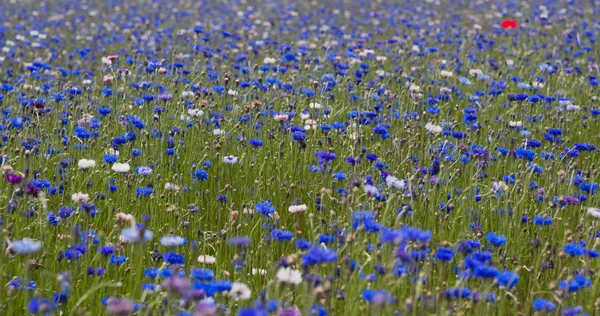 Hermoso Jardín Campo Aciano Azul — Foto de Stock