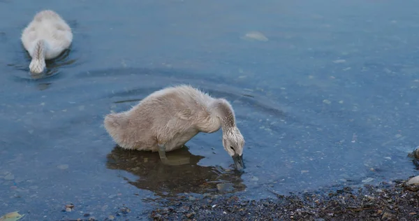White swan family swim at the lake