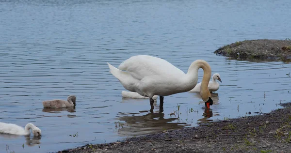 Cisne branco família nadar no lago — Fotografia de Stock