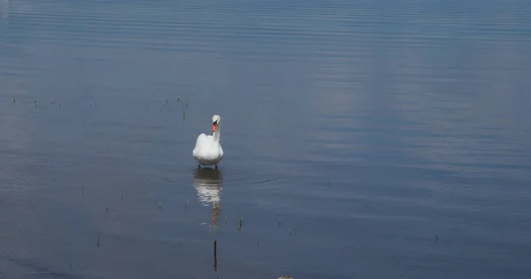 Cisne selvagem nadar no lago — Fotografia de Stock