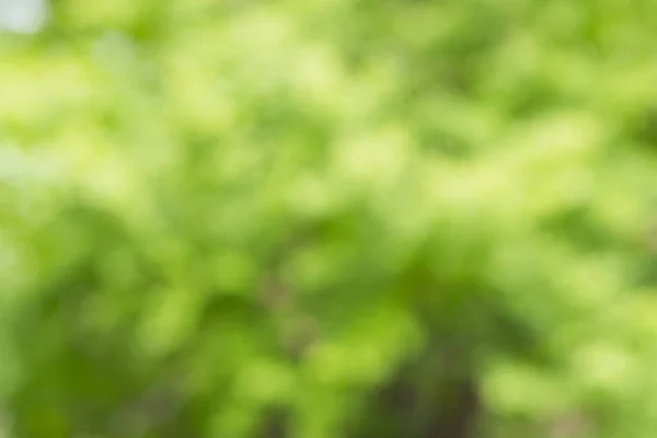 Blur of Green plant tree under raining — Stock Photo, Image