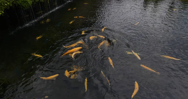 Peces de mierda nadan en el estanque de agua —  Fotos de Stock