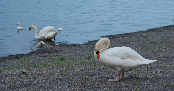 Cisne blanco familia nadar en el lago — Foto de Stock