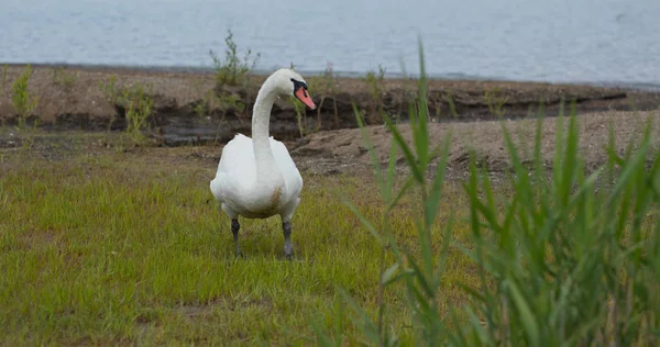 Promenade des cygnes sauvages dans l'herbe — Photo