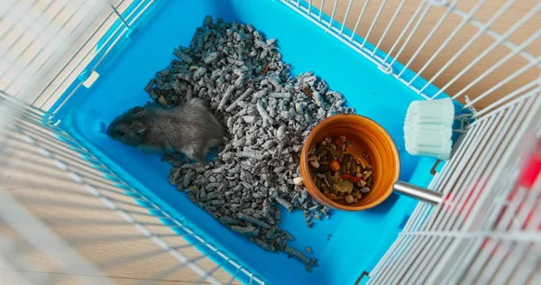 Ovanifrån av hamstern inne i buren — Stockfoto