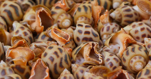 Close up of raw fresh sea snails — Stock Photo, Image