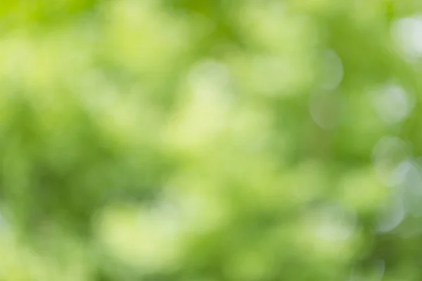 Sfocatura dell'albero verde delle piante sotto la pioggia — Foto Stock