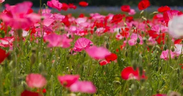 Jardín de campo de flores de amapola rosa — Foto de Stock