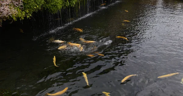 Alimentación Hermoso pez koi en el jardín —  Fotos de Stock