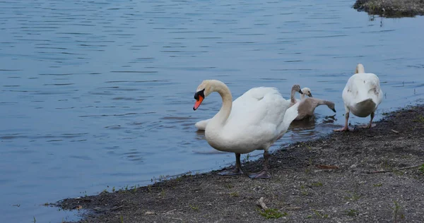 Famille du cygne dans le lac — Photo