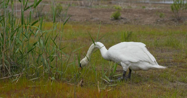 Swan eat grass on the grass — Stock Photo, Image