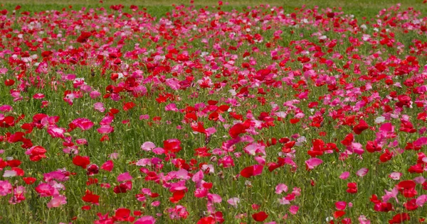 Beau champ de fleurs de pavot rose — Photo