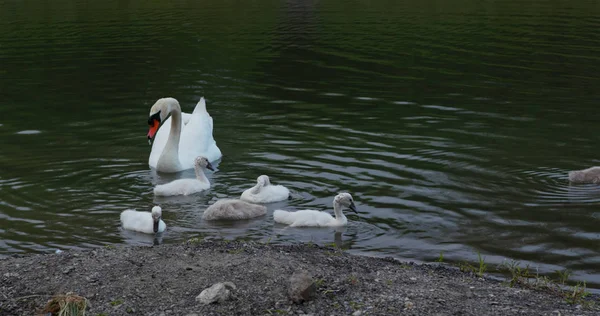 Famille du cygne dans le lac — Photo