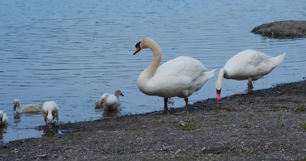 Bílá labuť rodina plavat u jezera — Stock fotografie