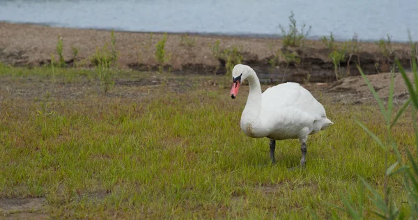 Swan eat grass in the park — Stock Photo, Image