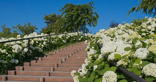 Bílá hortenzie květinová zahrada se schodištěm — Stock fotografie