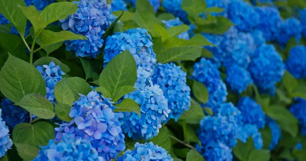 Hortênsia jardim de flores em azul — Fotografia de Stock