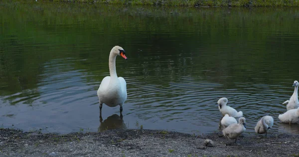 Weiße Schwanenfamilie schwimmt am See — Stockfoto