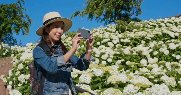 Hydrangea çiçek bahçesinde cep telefonuyla fotoğraf çeken bir kadın.