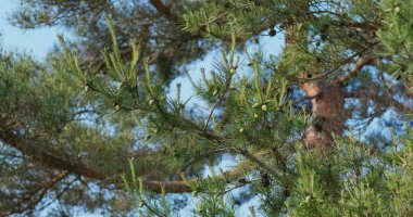 Mavi gökyüzü ile yeşil çam ağacı