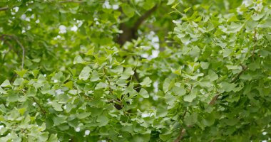 Yeşil Ginkgo ağacı. Yaklaş.