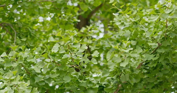 Grüner Ginkgo-Baum aus nächster Nähe — Stockfoto