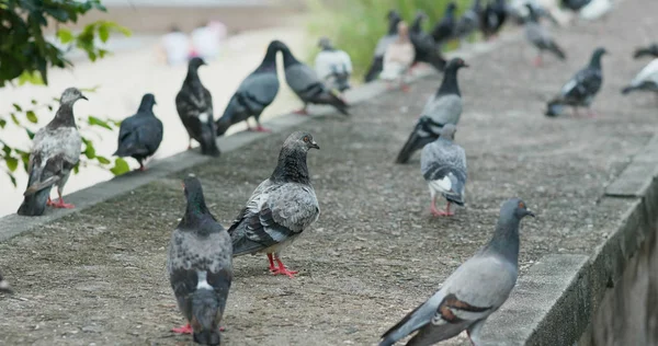 Many pigeons on the street — Stock Photo, Image