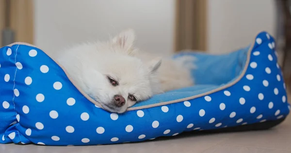 Pommeren hond slaap op bed — Stockfoto