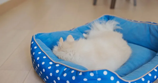 Pomerania perro dormir en su cama — Foto de Stock