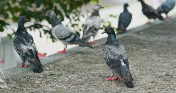 많은 비둘기 가 거리에 있다 — 스톡 사진