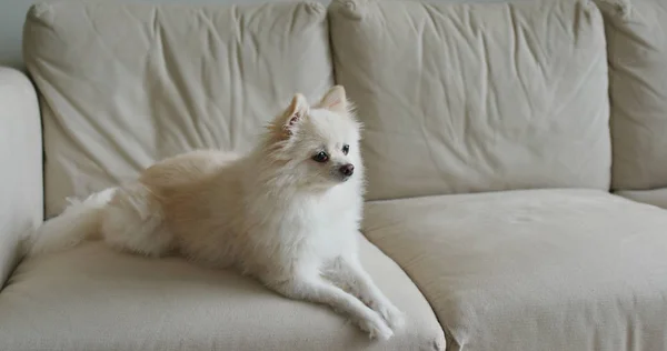 Anjing Pomeranian duduk di sofa — Stok Foto