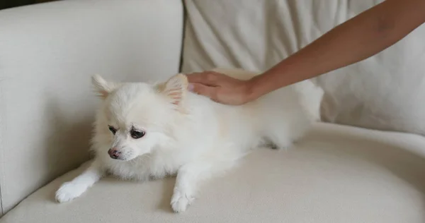 Nainen halata Pomeranian koira kotona — kuvapankkivalokuva