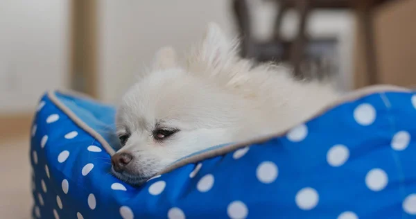 Pomeranian dog sleep on her bed — 스톡 사진