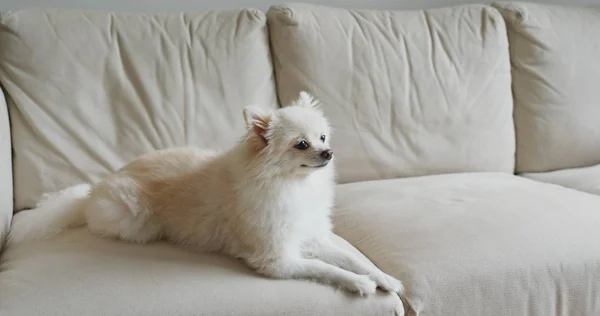 Pomeranian cão sentar-se no sofá — Fotografia de Stock