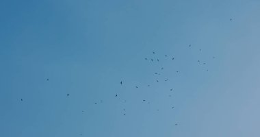 Birçok kartal mavi gökyüzünde uçar