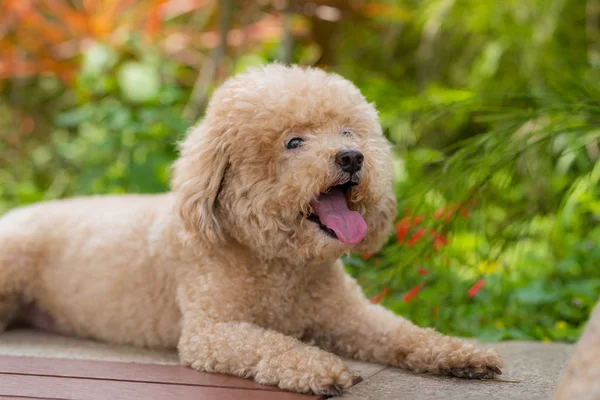 Linda ciudad caniche perro en el parque — Foto de Stock