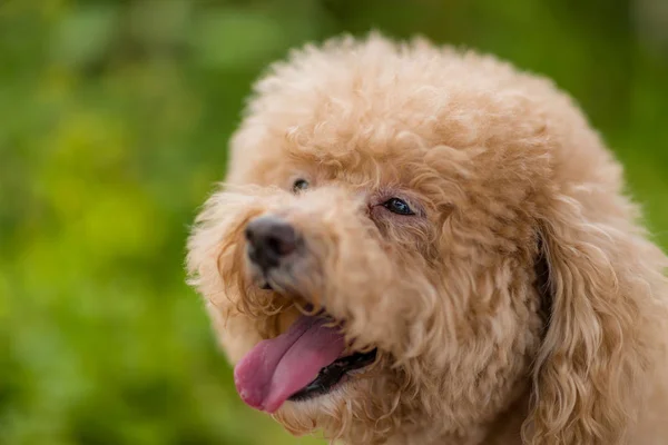 Adorable ciudad caniche perro en el parque — Foto de Stock