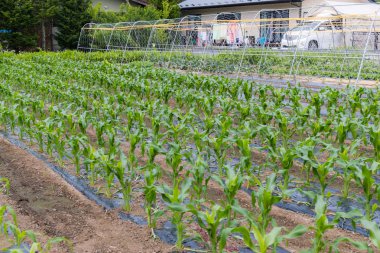 Bahçedeki taze mısır tarlası