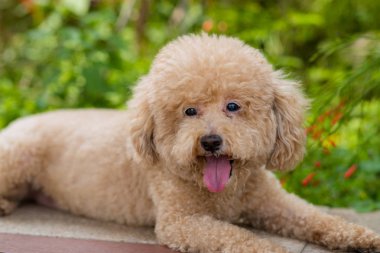 Dog poodle at city park clipart