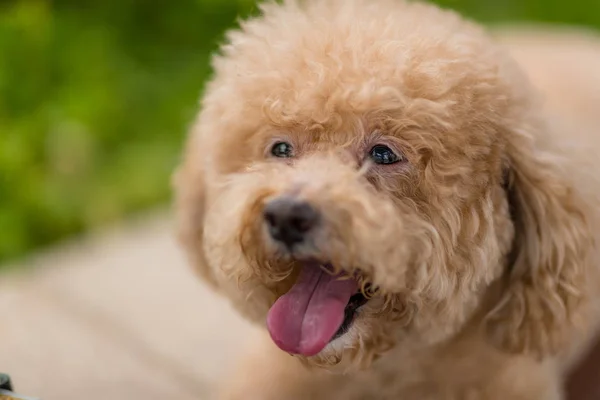 Cão bonito poodle no parque — Fotografia de Stock