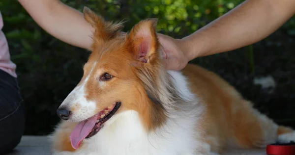 Çoban köpeği parka git. — Stok fotoğraf