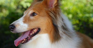 Çoban köpeği parka git.