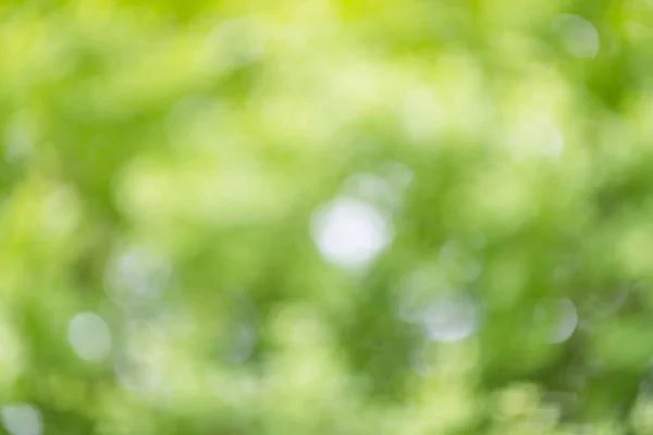 Blur Gröna Växter — Stockfoto